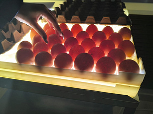 Перья расправлены: птицеводы получили крылья мастерства